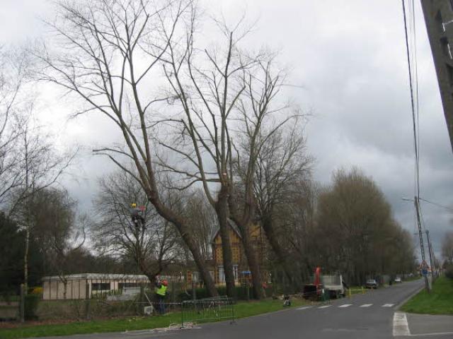 Elagage Abattage