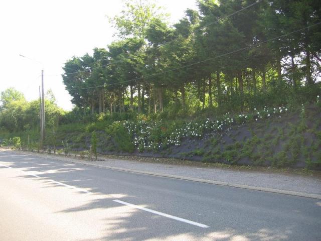 Plantations Commune de Wailly-Beaucamp
