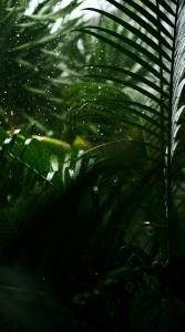 Création de Jardin en Côte d'Opale